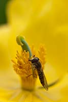 Hoverfly feeding on Glaucium flavum - Yellow Horned Poppy in June