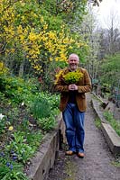 Terry, a local ward councillor, holding a bunch of Euphorbia amygdaloides - Wood Spurge in front of a Forsythia in a community garden, Olden Garden, Highbury, London Borough of Islington