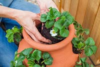 Step by step planting a Strawberry planter - Fragaria 'Cambridge Favourite'. Pot by Dunne and Hazell