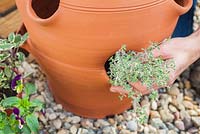 Step by step - Planting herbs and flowers in a herb planter -  Thymus 'Silver Posie'. Pot by Dunne and Hazell