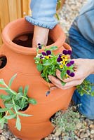 Step by step - Planting herbs and flowers in a herb planter -   Viola tricolor. Pot by Dunne and Hazell