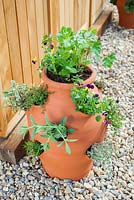 Step by step - Planting herbs and flowers in a herb planter. Finished pot planted with Thymus - Thyme 'Silver Posie' Double chamomile, Parsley, Basil, Mint, Sage, Thymus 'Doone Valley', Heartease. Pot by Dunne and Hazell