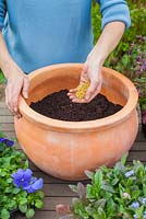 Step by step - Planting a purple and blue themed early summer container with Myosotis - Forget me nots, Viola 'True Blue' - Pansies, Heuchera 'Midnight Bayou' and Campanula 'Violet Belle' 
