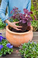 Step by step - Planting a purple and blue themed early summer container with Myosotis - Forget me nots, Viola 'True Blue' - Pansies, Heuchera 'Midnight Bayou' and Campanula 'Violet Belle' 
