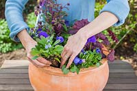 Step by step - Planting a purple and blue themed early summer container with Myosotis - Forget me nots, Viola 'True Blue' - Pansies, Heuchera 'Midnight Bayou' and Campanula 'Violet Belle' 
