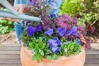 Step by step - Planting a purple and blue themed early summer container with Myosotis - Forget me nots, Viola 'True Blue' - Pansies, Heuchera 'Midnight Bayou' and Campanula 'Violet Belle' 
