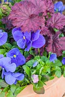 Step by step - Planting a purple and blue themed early summer container. Finished pot with Myosotis - Forget me nots, Viola 'True Blue' - Pansies, Heuchera 'Midnight Bayou' and Campanula 'Violet Belle' 
