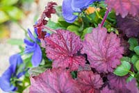 Step by step - Planting a purple and blue themed early summer container - Viola 'True Blue' - Pansies, Heuchera 'Midnight Bayou' 