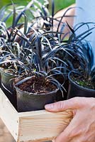 Step by step - planting out potted Ophiopogon planiscapus 'Nigrescens'  in garden border