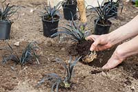 Step by step - planting out Ophiopogon Planiscapus Nigrescens in border 
