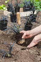 Step by step - planting out potted Ophiopogon planiscapus 'Nigrescens' in garden border