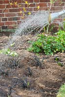 Step by step - planting out potted Ophiopogon planiscapus 'Nigrescens' in garden border, watering in