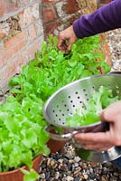 Step by step - Growing and harvesting organic Lettuce 'cut and come again'