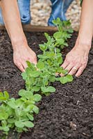Step-by-step Planting out gutter grown pea 'Lincoln' plants in raised vegetable bed - firming soil 