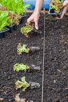Step-by-step - Planting out plugs of Lettuces 'Lollo Rossa' in raised vegetable bed