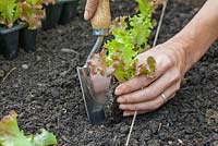 Step-by-step - Planting out plugs of Lettuces 'Lollo Rossa' in raised vegetable bed