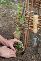 Step-by-step - Planting Sweet peas 'Royal Mixed' seedlings and seeds around wicker wigwam in raised vegetable bed