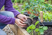 Step-by-step - Planting Nasturtium with lettuce plugs in raised vegetable bed - Nasturtium 'Empress of India', Nasturtium 'Cobra' and Nasturtium 'Tom Thumb Mixed'