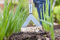 Step-by-step - Weeding Garlic 'arno' and Shallots 'Red Sin' in raised vegetable bed 