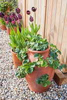 Step-by-step - Flowering strawberry plants in terracotta planter with container of Tulipa 'Dark Night'. Pot by Dunne and Hazell