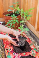 Step by step - Planting Tomato 'Orkado F1' plants into grow bags and adding plant supports