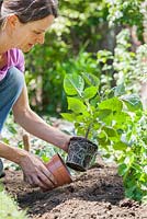 Step by step - Planting out Dahlia 'David Howard' plants in border