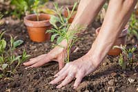 Step by step - Planting out Cosmos