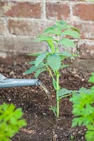 Step by step - Planting out Melianthus major, watering in