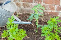 Step by step - Planting out Melianthus major, watering in 