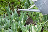 Step by step - Feeding Tulipa 'Queen of Night' and 'Hermitage' to bulk up bulbs for next year