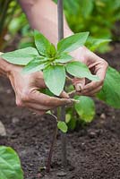 Step by step - Planting out and staking sunflowers