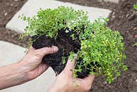 Step by step - planting Thymus 'Goldstream' and 'Russettings' between paving slabs