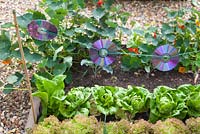 Step-by-step - Creating string of CD's to keep birds away from vegetable beds