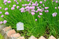 Allium schoenoprasum - Chives in flower with metal plant label, brick lined border Norfolk, UK