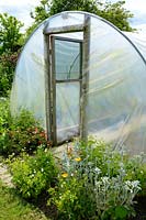 Poly tunnel entrance brightened up with small flower border, Norfolk, UK, June