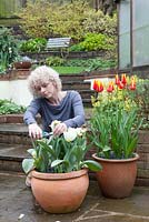 Lady dead-heading tulips in terracotta container
