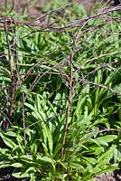 Perennial supported by woven twiggy pea sticks