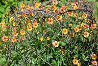 Geum supported by woven twiggy pea sticks