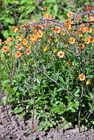 Geum supported by woven twiggy pea sticks