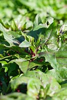 Spinacia oleracea - Spinach 'Bordeaux'