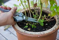 The shoots of bee balm get clipped at the base of the plant