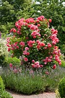 Rosa 'Rosarium Uetersen underplanted with Lavender