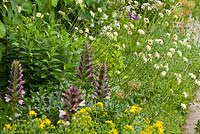 A border with Acanthus, Hypericum and Scabiosa ochroleuca 