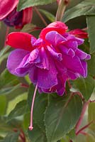 Fuchsia 'Gillian Althea'