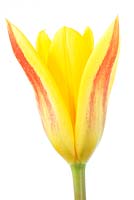 Tulipa 'Giuseppe Verdi'. Tulip Kaufmanniana Group