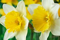 Narcissus 'Ice Follies'. Daffodil Div 2 Large-cupped 
