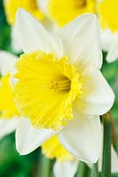 Narcissus 'Ice Follies'. Daffodil Div 2 Large-cupped 
