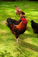 Cockerel and hens. Eastfield, Yarlington, Somerset, UK