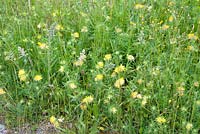 Anthyllis vulneraria - Kidney Vetch in grassland habitat