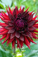 Dahlia 'Rip City' in border